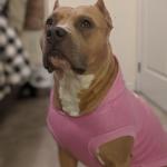 Harlow American pit bull terrier service dog