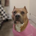 Harlow American pit bull terrier service dog