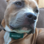 American pit bull terrier