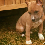 Harlow at 6 months 2016