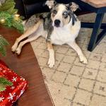 Daisy home just relaxing