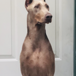 Crockett summer 2020