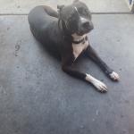 Best Dog ever Angel is the best dog a lot of people love to be around her