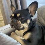 Audi (frenchie)