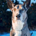 PTSD Service Dog Sparen