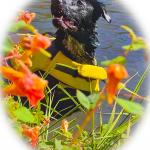August in Pond 2020