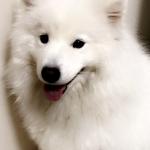 Mesha, Female, Samoyed