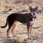 Milo hanging at the river with his best friend