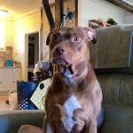 babygirl Chestnut Lynn