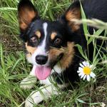 Flower Girl laughing in the daisies!
