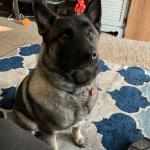 Oakley the Norwegian Elkhound