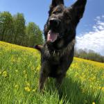 Bencin the DDR my handsome boy