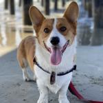 Sir Murphy McFly