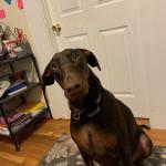 My dog Zaia she is a Doberman