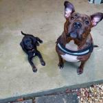 Boogs chilling with the neighbor