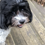 Brando outside with me