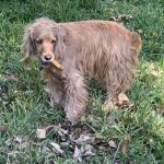 Much Loved English Cocker Spaniel