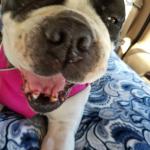 This is a very happy doggie