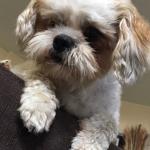 Chewy - my rescue dog