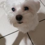 Our Rescue Dog Teddy