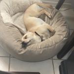 My Oliver Chico Suave Fookes saved my life!