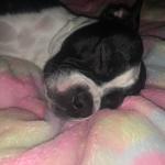 Such a perfect little pooper