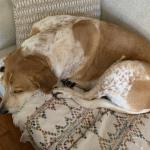 Lucy at rest in her spot and I'm the only one besides her that can sit there.