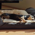 Shiner fun in the sun