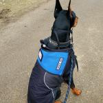 Super Dog Houston Oncology