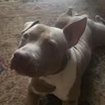 Fur baby chiko