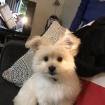 My puppy first haircut