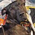 Handsome romeo my doggo