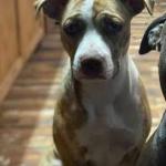 Lady is trained to service ptsd