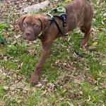 The good good Dog Baron Boy