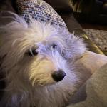 Chilling on the couch