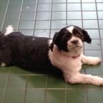 Daisy just relaxing