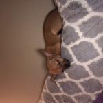 Loves Attention and rubs