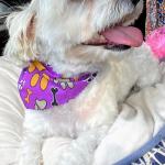 Aspyn is a sweet and very intelligent dog who understands and tends to my support needs.