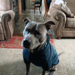 Bears new sweatshirt