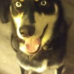 K9 officer & search & rescue