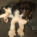 Frankie - Cheerful and enjoys sitting on anyones lap