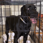Luna : my service Dog