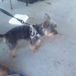 Munchkin at the market