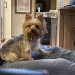 Louis Pollock (The Baby)