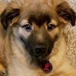 Emotional Support Dog