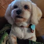 Pandora after her grooming appointment