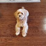 Ruby Jane sitting pretty at home