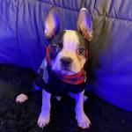 Max the Boston Terrier