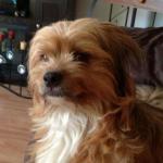 Fozzie Bear - Bichon Frise Mix