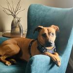 Cinna-service dog-PTSD